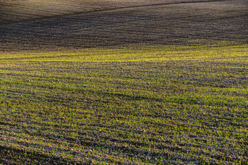 Spring landscape at sunset with fields where wheat is beginning to grow