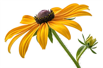 Black-eyed Susan