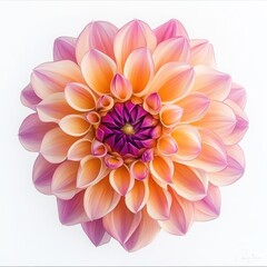 Fototapeta premium Dahlia flower with pink petals on white background