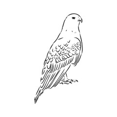 eagle, vector sketch