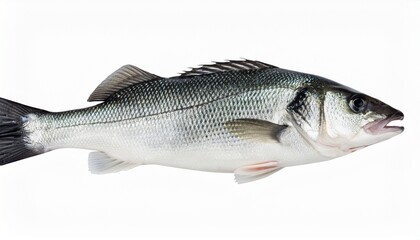 Obraz premium Atlantic striped bass isolated