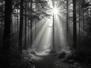 Obraz premium A grayscale image depicts a sunlit path winding through a dense forest shrouded in mist The sunbeams pierce the canopy creating a dramatic and serene atmosphere The path invites exploration into the m