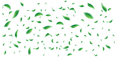 Vector foliage floating ornament. Vegan, eco, organic design element. Leaf falling. Cosmetic pattern border. Fresh tea background. Beauty natural product. Green flying leaf dancing.
