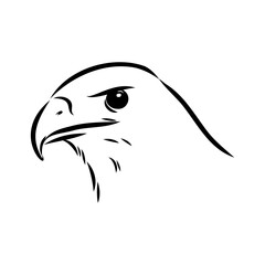 eagle, vector sketch