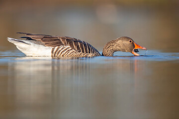 Gęgawa ,Greylag goose, Anser anser
