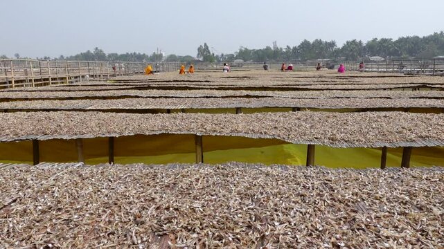 Fish caught from the sea are commercially dried in lofts to make Dry fish also locally called Shutki at Nazirartek, Cox's Bazar District.
