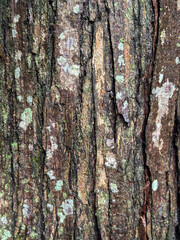 Obraz premium Close-up of a tree bark with detailed texture and visible patterns. Brown and mossy green colors. Ideal for projects on botany and natural textures.