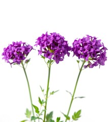 Vibrant purple phlox blossoms clustered against a pure white backdrop, purple, purple flowers, high resolution