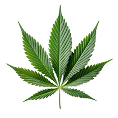 Cannabis leaf showing seven point structure on transparent background