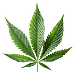 Cannabis leaf showing seven point structure on transparent background