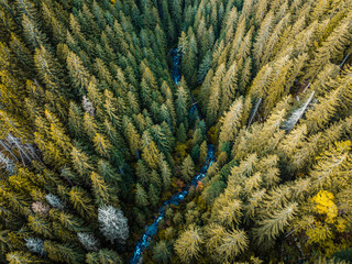 Aerial top view of summer green trees in forest with mountain river in Slovakia. Drone