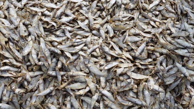 Small fish caught from the sea have been cleaned and placed on bamboo platforms to dry in the sun at Nazirartek, Cox's Bazar District.