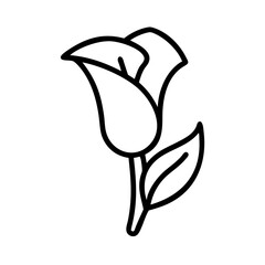 calla lily flower line drawn vector art - illustration calla lily flower isolated transparent background