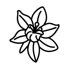 columbine flower line drawn vector art - illustration columbine flower isolated transparent background