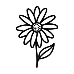 coneflower echinacea flower line drawn vector art - illustration coneflower echinacea flower isolated transparent background