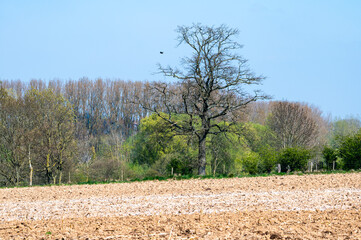 Fertilized and ploughed agriculture fields at the Flemish countryside in Herzele, East Flanders,...
