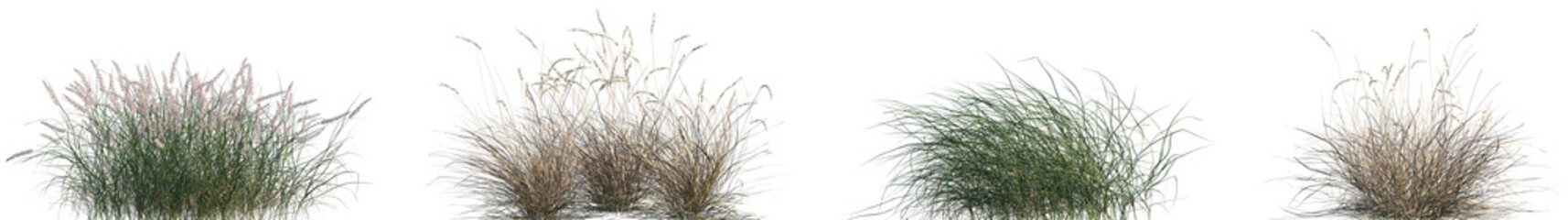 Set of Pennisetum orientale and Hilaria mutica isolated frontal png on a transparent background perfectly cutout