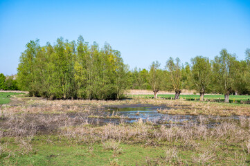 Trees and green wetland at the banks and natural flood zone of the river Scheldt in Zwalm, East Flemish Region, Belgium