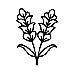 snapdragon flower line drawn vector art - illustration snapdragon flower isolated transparent background