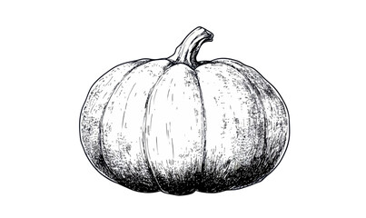 Vintage Ink Sketch of Pumpkin for Autumn Harvest and Halloween Themes