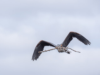 great blue heron flies through sky with nesting materials
