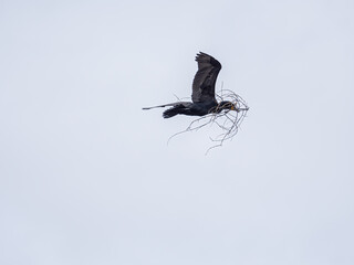 cormorant flies through sky with nesting meterials