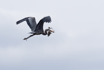great blue heron flies through sky with nesting meterials