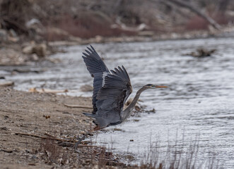 great blue heron takes flight from the shore of a river