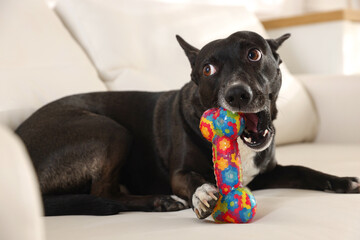 Cute dog chewing bone on sofa at home