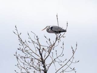 great blue heron sits on a tree branch with wings spread out