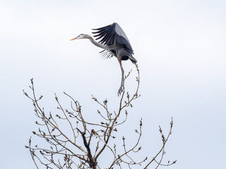 great blue heron lands on a tree with wings spread