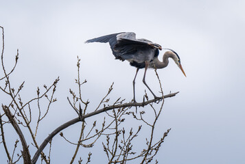 great blue heron sits on a tree branch with wings spread out