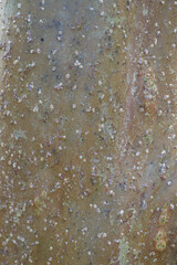 Beautiful close-up of the bark of psidium guajava