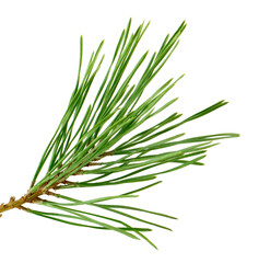 Fresh pine branch with green needles, isolated on white, ideal for holiday decor and invitations for the festive season.