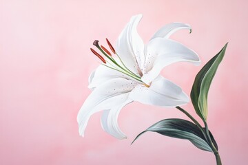 Naklejka premium Delicate white lily against a soft pink backdrop.