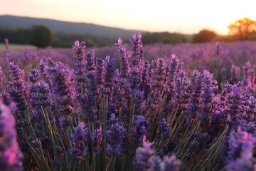 Obraz premium Vibrant lilac flowers in Provence sunset for fragrant garden views 