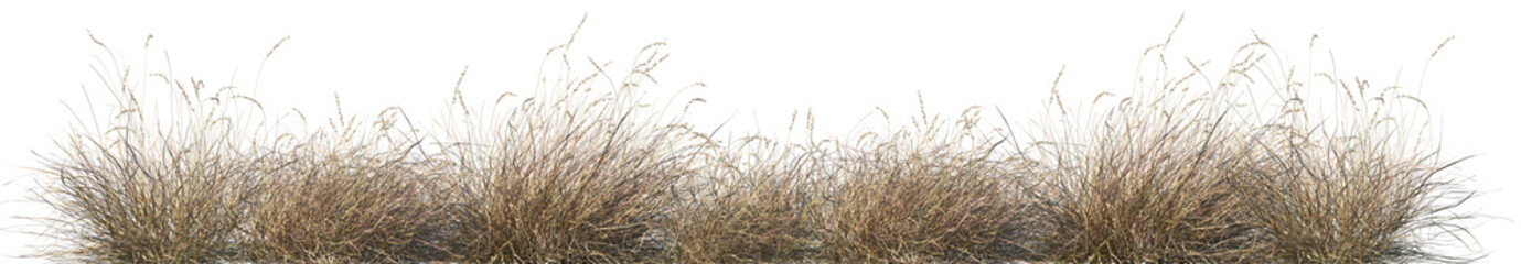 Set of Hilaria mutica (Pleuraphis mutica, the common name tobosa, or tobosa grass) isolated frontal...