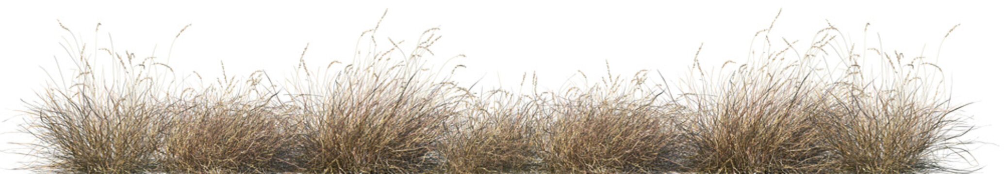 Set of Hilaria mutica (Pleuraphis mutica, the common name tobosa, or tobosa grass) isolated frontal png on a transparent background perfectly cutout