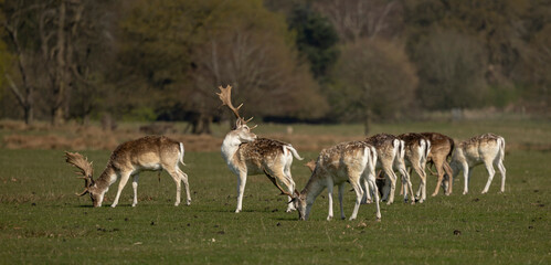  Fallow deer cervus dama in a meadow.grazing enjoying the warm spring time sun