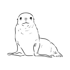 navy seal, vector sketch