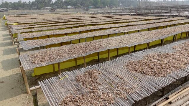 Small fish caught from the sea have been cleaned and placed on bamboo platforms to dry in the sun at Nazirartek, Cox's Bazar District.