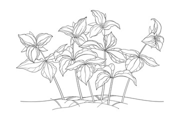 Bunch of outline Trillium grandiflorum or wakerobin flowers and leaf in black isolated on white background.