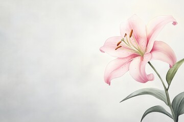 Obraz premium Delicate pink lily, a watercolor illustration.