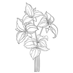 Bouquet of outline three Trillium grandiflorum or wakerobin flowers and leaf in black isolated on white background. 
