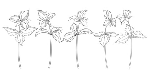 Set with outline Trillium grandiflorum or wakerobin flowers and leaf in black isolated on white background.