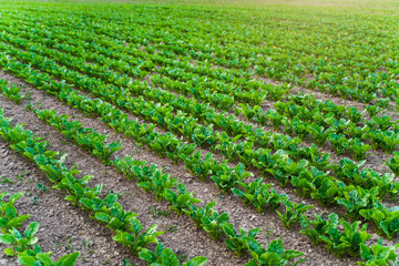 Beetroot plant seedlings in fertile soil on agricultural field. Rows of sugar beets in the field.