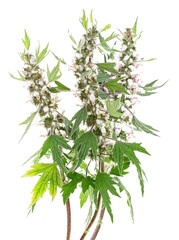 Obraz premium Bouquet of motherwort plant isolated on a white background. Blooming Leonurus cardiaca. Medicinal herb.
