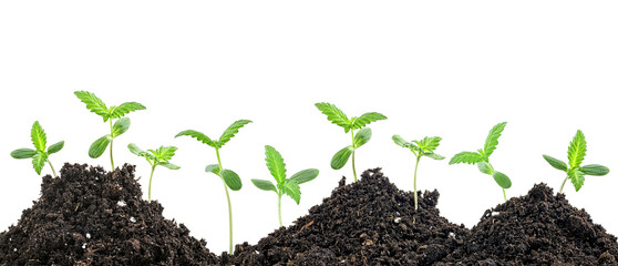Small green plants in a mound of soil isolated on a white background. Concept of growing. Cannabis plant.