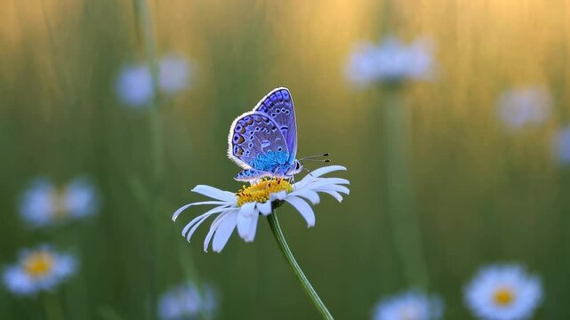 Close-up video shot of a butterfly on a daisy, capturing delicate details and vibrant colors, with a soft-focus background for a serene effect. Live desktop wallpaper.