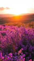 Fototapeta premium Lavender field glows during golden sunset. Hills beyond in soft focus